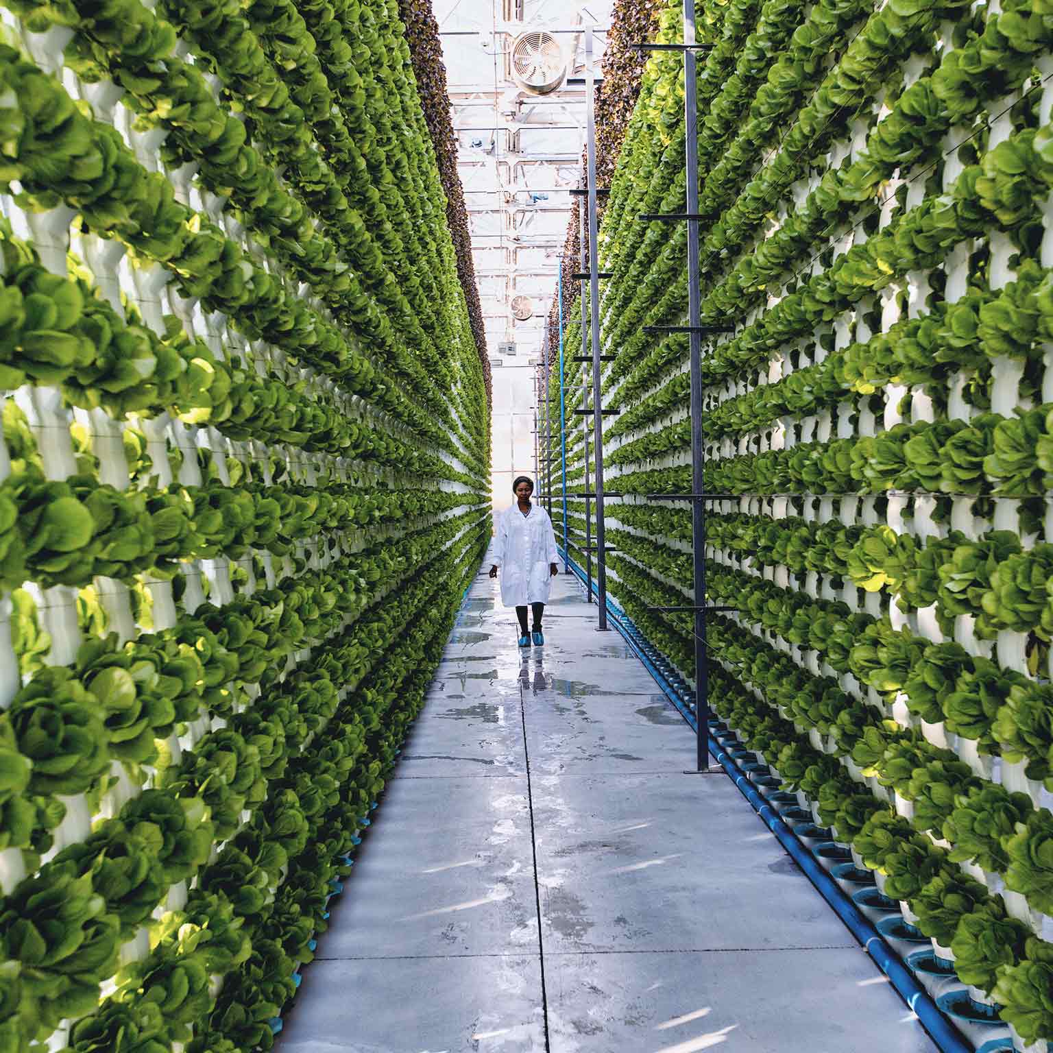 Organization Agriculture McKinsey & Company